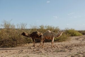 Nevada elopement with camels