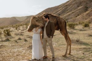 Nevada elopement with camels