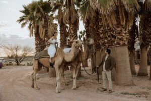 Nevada elopement with camels